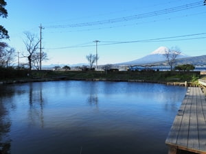 浮島沼釣り場公園