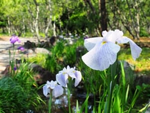 白砂公園