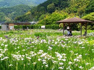 かわづ花菖蒲園