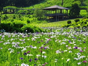 修善寺 虹の郷