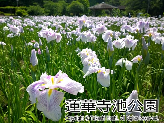 蓮華寺池公園