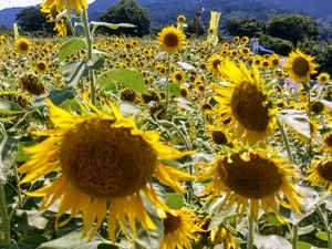 雁堤 ひまわり畑