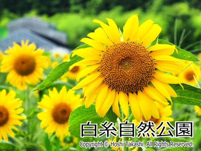 白糸自然公園