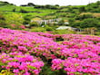 静岡県のツツジ・つつじ園