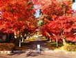 静岡県の紅葉スポット