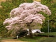 静岡県の一本桜・桜の名木