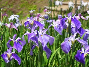 伊豆高原花しょうぶ園