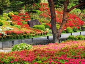 小室山公園 つつじ園