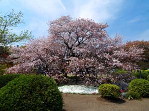 狩宿の下馬桜