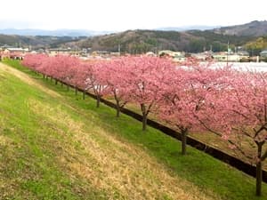 かんなみの桜