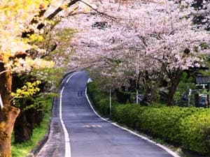 桜トンネル