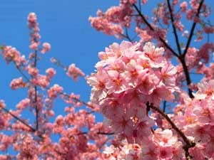 河津桜まつり