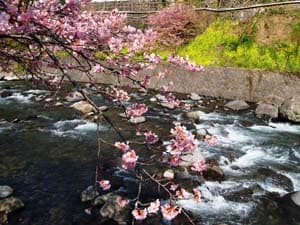 湯ヶ野温泉