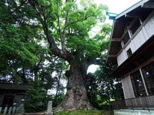 杉桙別命神社の大クス