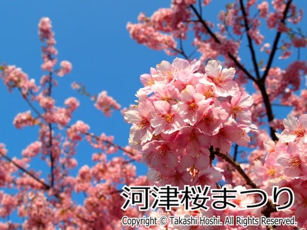 河津桜まつり