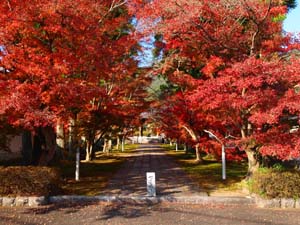 新光明寺