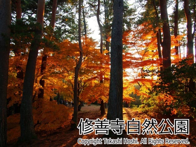 静岡県の紅葉スポット 21年決定版