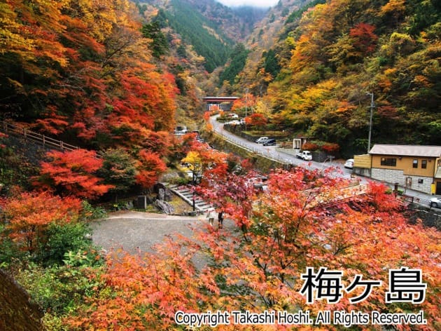 静岡県の紅葉スポット 21年決定版