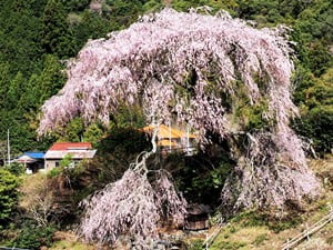 栃沢のしだれ桜