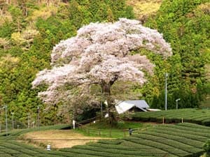 牛代のみずめ桜