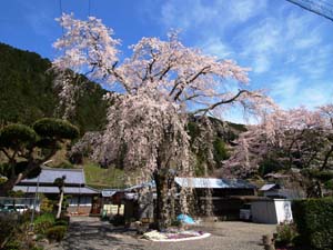 八十岡のしだれ桜