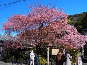 河津桜原木