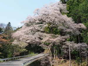 宝瀬の桜