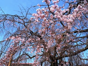 本妙寺のしだれ桜
