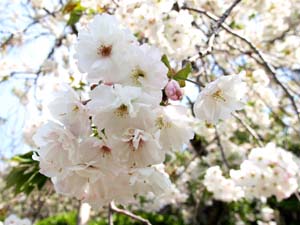 最福寺のしだれ桜