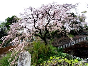 宝泉寺のしだれ桜