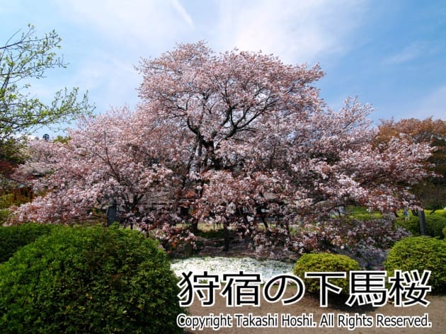 狩宿の下馬桜