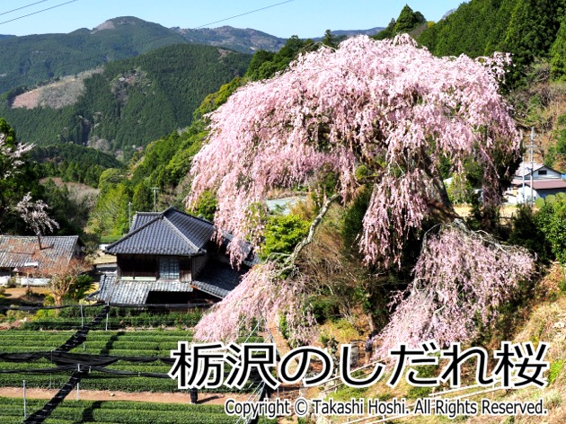 栃沢のしだれ桜