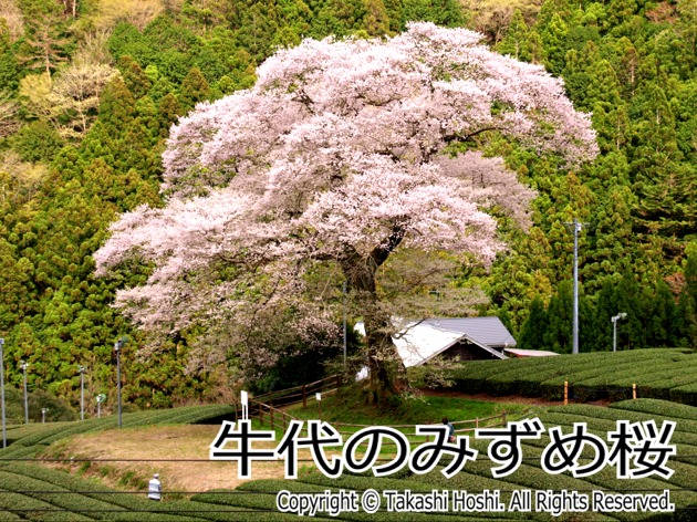 牛代のみずめ桜