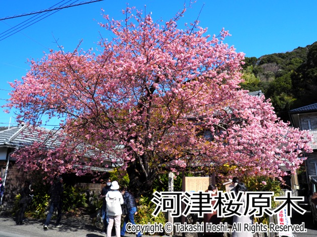 河津桜原木