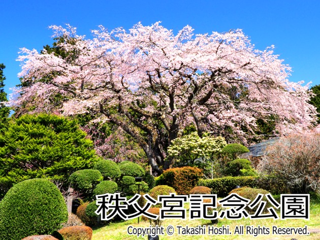 秩父宮記念公園のしだれ桜