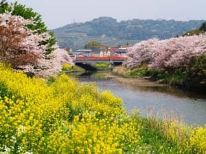 勝間田川桜並木