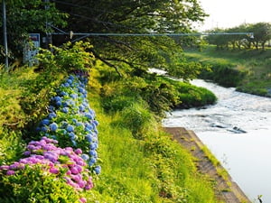 那賀川沿いのアジサイ