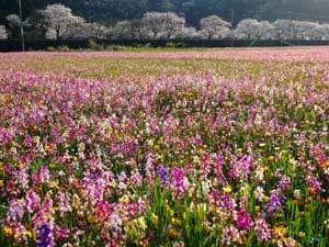 田んぼをつかった花畑