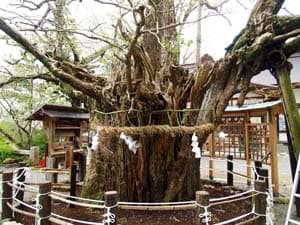 伊那下神社の大イチョウ