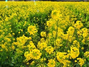 日野の菜の花畑