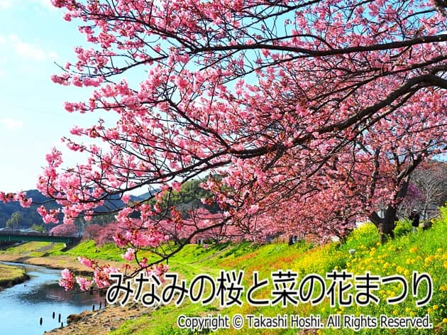 みなみの桜と菜の花まつり