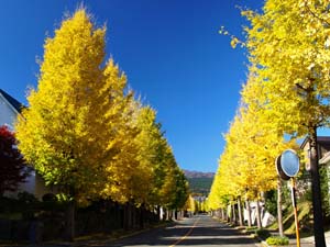 駿河平大通りのイチョウ並木