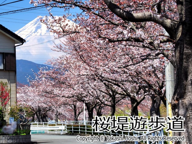 桜堤遊歩道