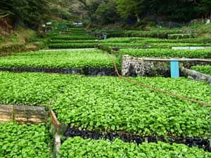 筏場のわさび田