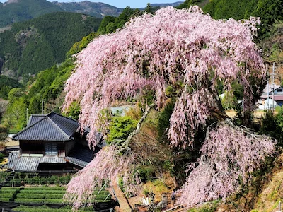 栃沢のしだれ桜