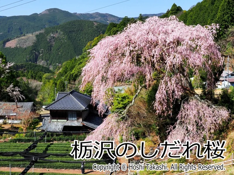 栃沢のしだれ桜