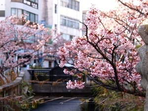 あたみ桜 糸川桜まつり