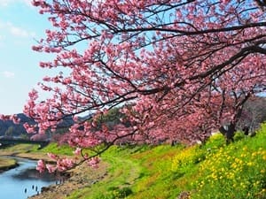 みなみの桜と菜の花まつり