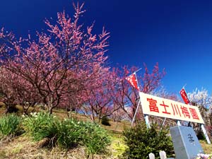 富士川梅園