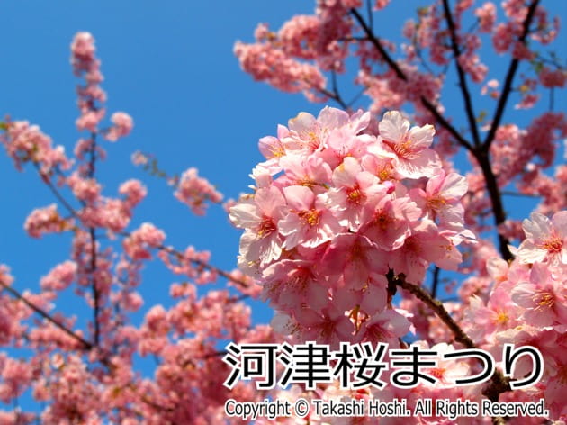 桜 まつり 河津